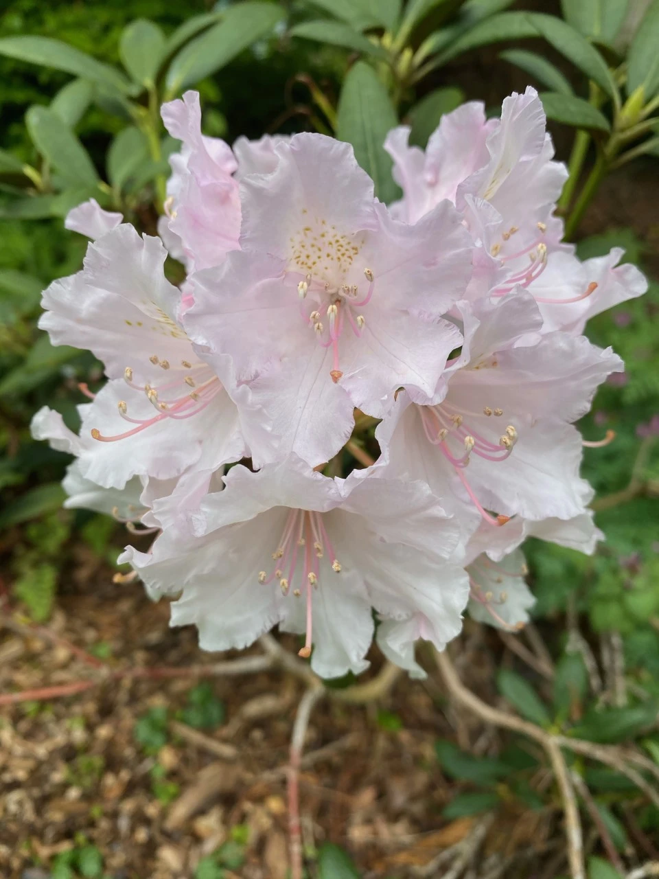 'Schneewolke'